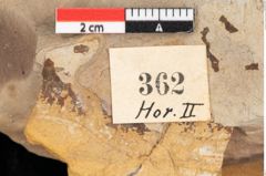 Foto (Detailansicht) von Phragmites oeningensis Braun (NHMW-GEO-2024-0188-0362)